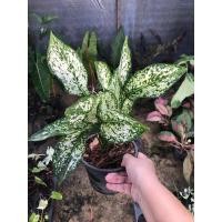 ราคา อโกลนีมา เพชรน้ำหนึ่ง Aglaonema sp. ‘Phetnamnueng’ (22123745645)