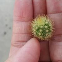 ราคา กระบองเพชร แคสตัส ไม้อวบน้ำ หน่อดาวล้อมเดือน castus แคคตัส (5032238413)