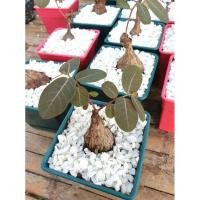 ราคา มะยมเงิน มะยมทอง (ไม้มงคล) (4255493639)