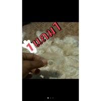 ราคา เมล็ดลิ้นฟ้า เมล็ดเพกา 100+เมล็ด พันธุ์เตี้ย ซื้อ1แถม1 (10501520648)