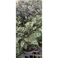 ราคา ต้นคล้าแววมยุรา ไม้ใบ กระถาง 8 นิ้ว (22875301227)