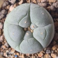 ราคา LF 33 Lophophora Fricii Tanenaka B โลโฟโฟรา ฟริซิไอ Tanenaka B(ไม้เมล็ด) ต้นกลมสวย หน้ายับ ผิวเคลือบแวกซ์หนาสวย (20904754370)