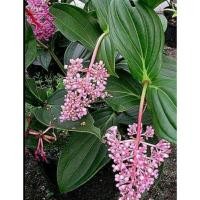 ราคา ต้นไข่มุกอันดามัน ดอกเป็นพวงคล้ายไข่มุก ออกดอกทั้งปี (6849622498)