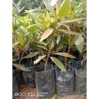 ราคา ต้นกระดิ่งนางฟ้ากิ่งตอนไม้มงคล (13730235055)