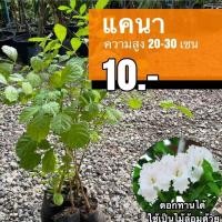 ราคา แคนา ต้นละ 10 บาท (ชุด 30 ต้น) (17315683108)