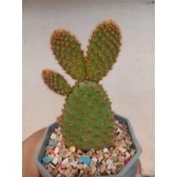 ราคา หูกระต่าย แคคตัส ล้างราก (4674473147)