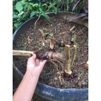 ราคา บอนดำสตูล ขายเฉพาะหัว (12918792930)