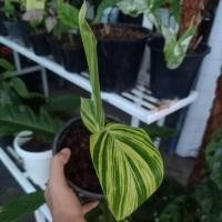ราคา ข่าด่าง ข่าประดับด่าง ข่าด่างเหลือง (9380530315)