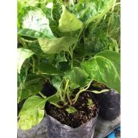 ราคา ต้นพริกกะเหรี่ยง ผักสวนครัว (16558709768)