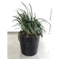 ราคา ต้นหนวดปลาดุก จัดใส่สวนถาดสวย (4671478924)