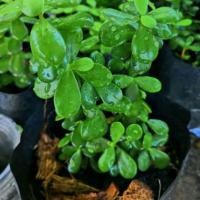 ราคา ต้นเบี้ยเศรษฐี​ ต้นสายรุ้ง​ สายพันธ์ุคลาสซูล่าJade​ สั่งขั้นต่ำ2ต้นจร้า (7938490487)