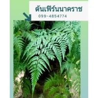 ราคา เฟิร์นนาคราช ไม้ฟอกอากาศ (7791016825)