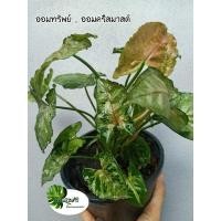ราคา ต้น ออมทรัพย์ หรือ ออมคริสมาสต์ (Syngonium Christmas Holiday) ไม้มงคลตระกูลเงินไหลมา (12464288717)