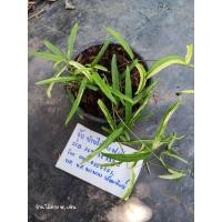 ราคา ต้นกระพังโหมด่าง /กระพังโหมใบเล็ก (ต้นตดหมา) (20388896575)