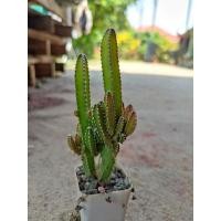 ราคา รายการกระบองเพชร ชื่อปราสาทนางฟ้า (10390960216)