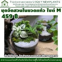 ราคา ชุดสวนขวด ต้นไม้จิ๋ว สวนในขวดแก้ว DIY วัสดุอุปกรณ์พร้อมจัด 459 บาท ไซต์ M (9542005282)