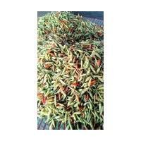 ราคา ต้นกล้าพริกส้มสั้น กลิ่นหอมมีรสเผ็ดเหมือนพริกกะเหรี่ยง ผลอ่อนมีสีเขียวอ่อน ผลสุกมีสีส้ม กล้าละ 10 บาท (15370991536)