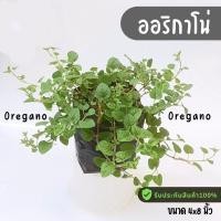ราคา oregano ออริกาโน ต้นออริกาโน พร้อมลงดิน สมุนไพรฝรั่งทานได้ (24761594426)