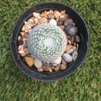 ราคา Mamนกฮูก (81059105)