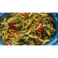 ราคา ต้นกล้าพริกมณีขาว ต้นละ 8 บาท พร้อมปลูก ซื้อ 10แถม 2 (23880578631)