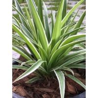 ราคา ไม้มงคล ว่านเศรษฐีเรือนนอก (1265024107)