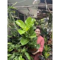 ราคา ไทรใบสัก Fiddle fig leaf (12116732006)