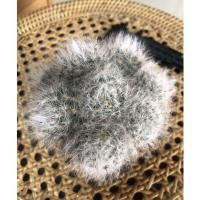 ราคา Mammillaria bocasana (แมมขนแมว) (10990322295)