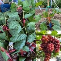 ราคา กิ่งพันธุ์องุ่นตอนตอตุ้มติดตาใช้กิ่งป่า1613รากแน่น มีหลายสายพันธู์เยอะมาก (13048662124)