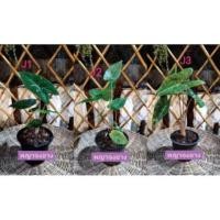 ราคา อะโลคาเซีย พญาจงอาง (ว่านพญาจงอาง) (8993868272)