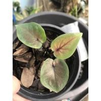 ราคา บอนสี ลูกหยกกำมะหยี่ ปลาบู่ทอง แสงพระธาตุ (19730819915)