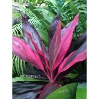 ราคา ต้นหมากผู้หมากเมียชื่อทับทิมสยาม/แดงสยาม/เพชรยอดชมพูชุด2กิ่ง (16454042773)