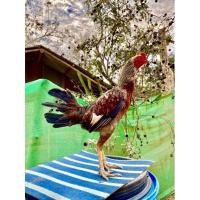 ราคา ไข่ไก่ชนพม่า ไข่เชื้อ ขายเป็นชุดเฉลี่ยฟองละ65฿ “พ่อพันธุ์เจ้าเยียร์พม่าม้าล่อไอคิว” (16361564720)