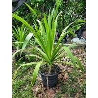 ราคา ต้นจันผาเพาะเมล็ดไซส์ 3 ปี (21570853666)