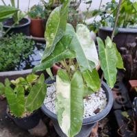 ราคา ต้นเบอเบอร์มาร์คด่าง ใส่กระถาง 10 นิ้ว (11055657787)