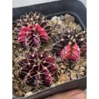 ราคา ยิมโนด่างไม้เมล็ด ยิมโนด่าง ยิมโนคาริเซียม พร้อมส่ง!!! (13573548607)