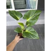 ราคา ต้นเสน่ห์จันทร์ขาวต้นใหญ่กระถาง6นิ้ว เลือกต้นได้ (16379621584)