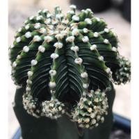ราคา แคคตัส Cactus LB2178 แท้ Gymnocalycium mihanovichii LB2178 ‘Agua Dulce’ (27) (11528084404)
