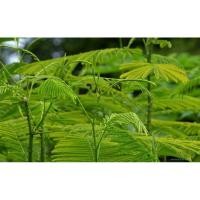 ราคา ชะอมไร้หนาม ชุด 10 ถุง (22269736690)