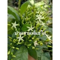 ราคา ต้นบุหงารำไป #ต้นเข็มเขียว (7880077768)