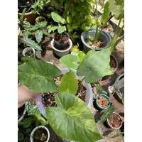 ราคา บอนหูช้างด่างเหลือง หูช้างด่างเหลืองไซส์ตั้งแม่ (10521571413)