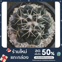 ราคา coryphantha elephantidens ช้างแคคตัส (14616951054)