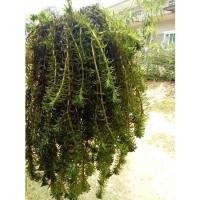 ราคา หางกระรอก ต้นหางกระรอก 500 กรัม (ครึ่งกิโลกรัม) สวนเขาหมาก (11913134981)