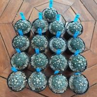 ราคา กระบองเพชร แคคตัส (Cactus) C 7/22/20 แอสโตรไฟตัม แอสทีเรียส (Astrophytum) (6243274287)