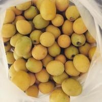 ราคา เมล็ดผักหวานป่า พร้อมปลูก เปอร์เซนต์งอกดี (4332316153)