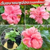 ราคา ชบา ดอกซ้อน ต้นชบา ขายกิ่งพันธุ์ ดอกสีชมพู Hibiscus (23026195325)