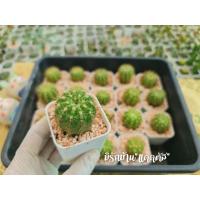 ราคา กระบองเพชร ดาวล้อมเดือน ไม้หนาม ไม้อวบน้ำ ไม้มงคล อิชินอปซิส กระบองเพชร (6732897352)