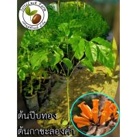 ราคา ต้นปีบทอง(ต้นกาซะลองคำ) ต้นอ้อยช้าง ดอกปีบทอง ต้นกาซะลองคำ ขนาด 20-30 ซม. (9623120895)