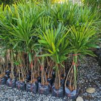 ราคา (แพ็คคู่ 2 ต้น) จั๋ง ต้นจั๋ง จั๋งไทย จั๋งเชียงใหม่ ตุ้มละ 4-5 ลำใหญ่ๆ สูง 80-90 ซม. ต้นไม้ฟอกอากาศ (3767999445)