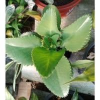 ราคา ต้นเศรษฐีพันล้าน หรือ ต้นคว่ำตายหงายเป็น (12739727150)