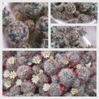 ราคา กระบองเพชร​ แคคตัส​ แมมเม็ดพริก​ ไม้เมล็ด​ มีเก็บเงินปลายทาง​ (3296306944)